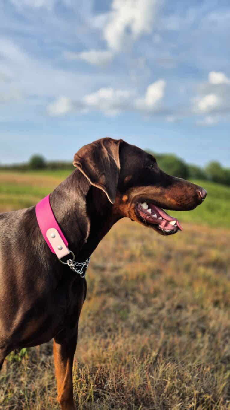 Dark brown BioThane martingale half-slip collar with bright pink band on alert dog in open countryside