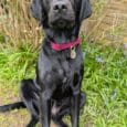Black Labrador wearing a bright pink custom single colour collar with metal tag, sitting outdoors amongst vegetation.