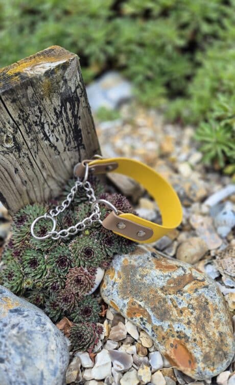Yellow Biothane martingale half-check collar with chain detail displayed on spiky plant among garden stones.