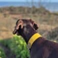 Dark chocolate BioThane Martingale Half-Check Collar with bright yellow band on dog overlooking coastal landscape.