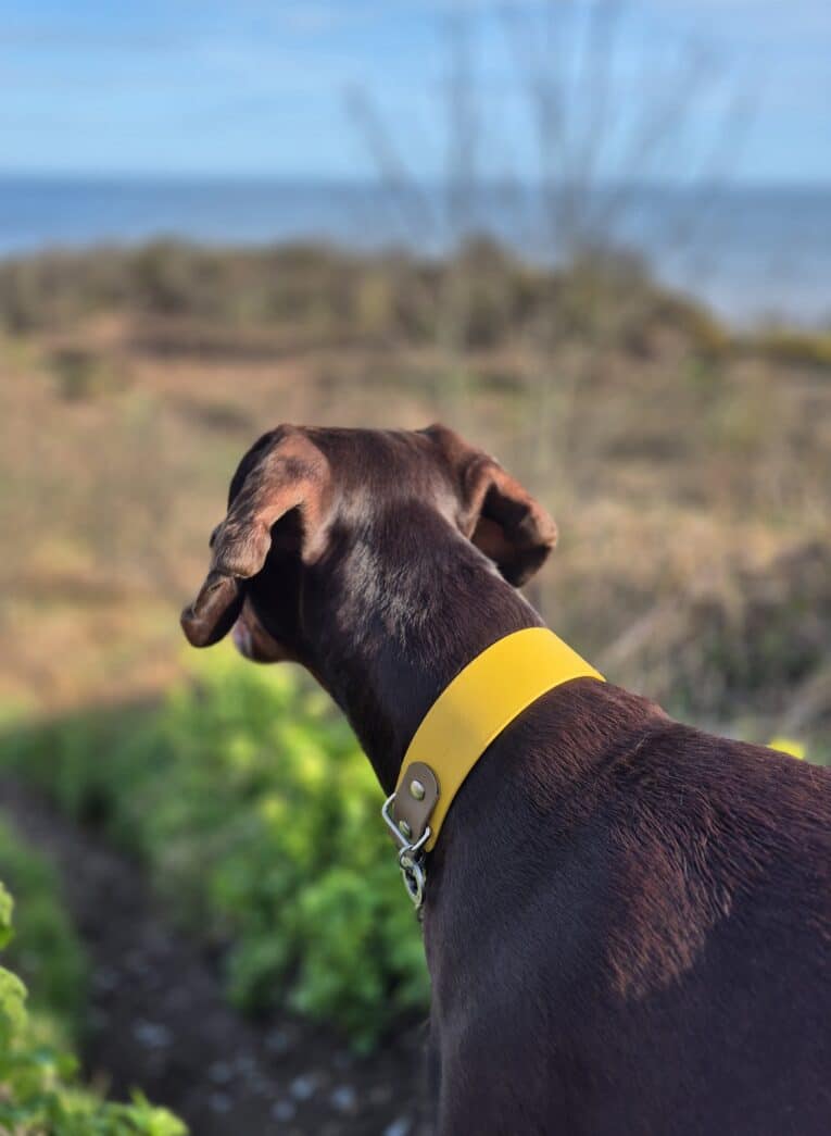 Dark chocolate BioThane Martingale Half-Check Collar with bright yellow band on dog overlooking coastal landscape.