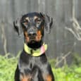 Black and tan dog wearing a neon yellow extra wide single colour collar in a woodland setting.
