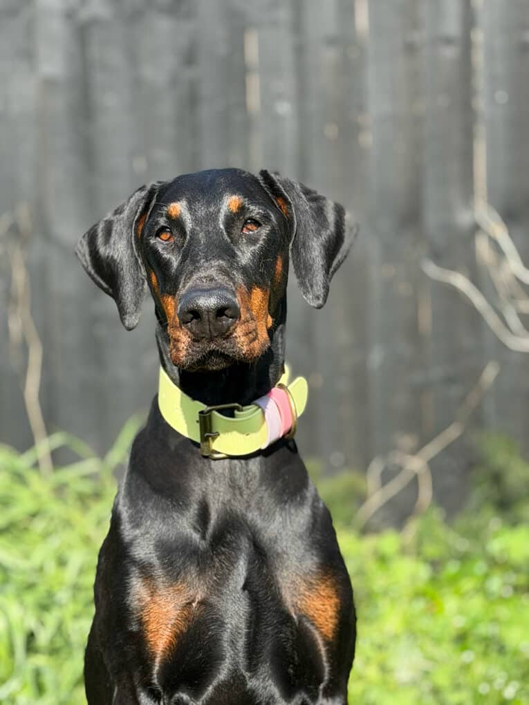 Black and tan dog wearing a neon yellow extra wide single colour collar in a woodland setting.