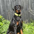 Black and tan Dobermann wearing a vibrant lime-yellow extra wide collar, seated outdoors against weathered fencing.