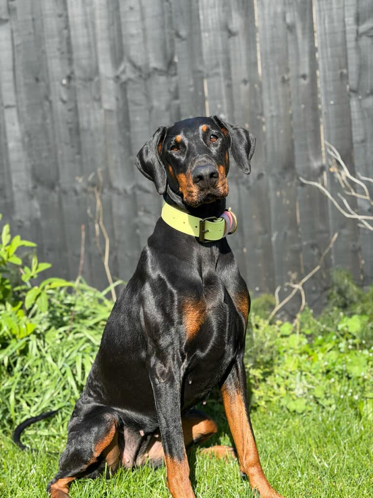 Black and tan Dobermann wearing a vibrant lime-yellow extra wide collar, seated outdoors against weathered fencing.