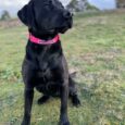 Pink BioThane gundog collar waterproof, safety design and personalised nameplate on sitting dog in field.