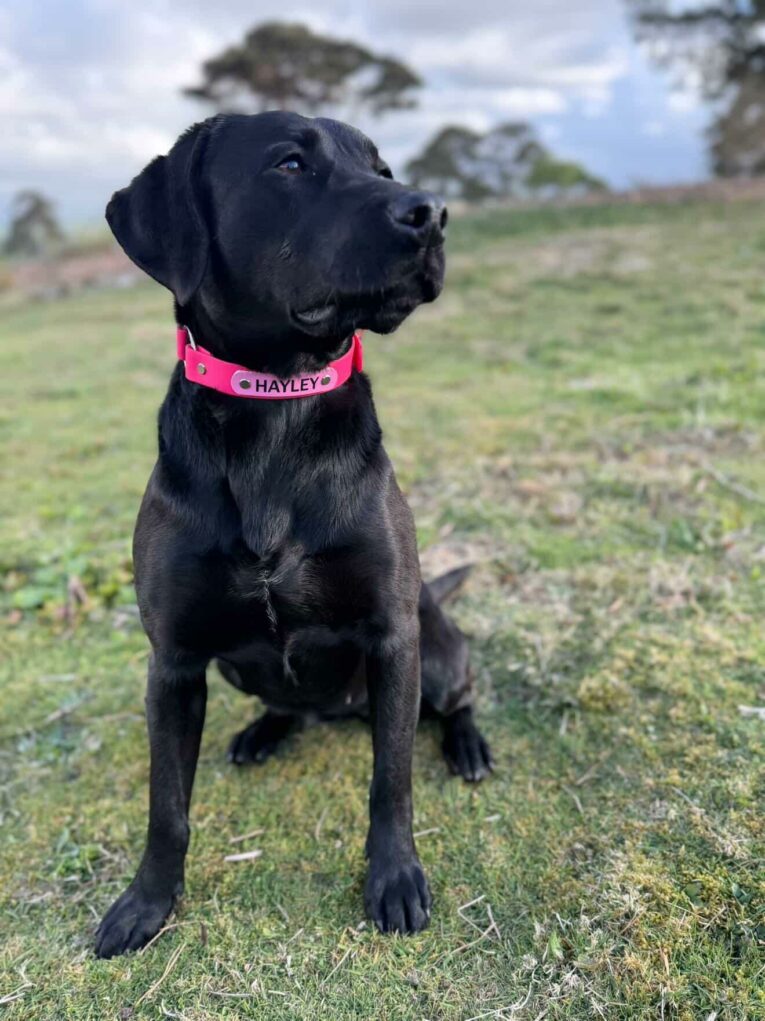 Pink BioThane gundog collar waterproof, safety design and personalised nameplate on sitting dog in field.