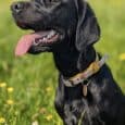 Black BioThane martingale half-slip collar with patterned webbing and brass hardware, worn by a happy dog in a sunny garden setting.
