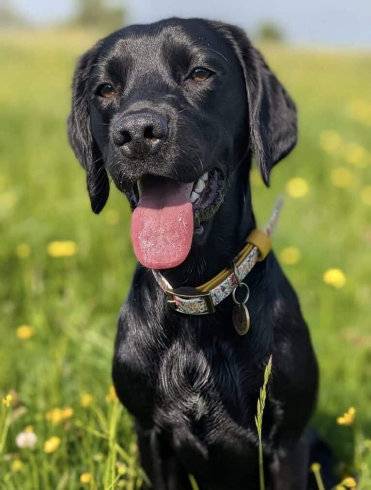 Black BioThane martingale half-slip dog collar with patterned fabric and brass hardware, worn by happy black Labrador in sunny meadow.