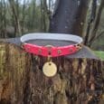 Bright pink tag collar with leopard print trim and brass hardware, featuring a forward-facing O-ring and circular ID tag, displayed on a weathered tree stump.