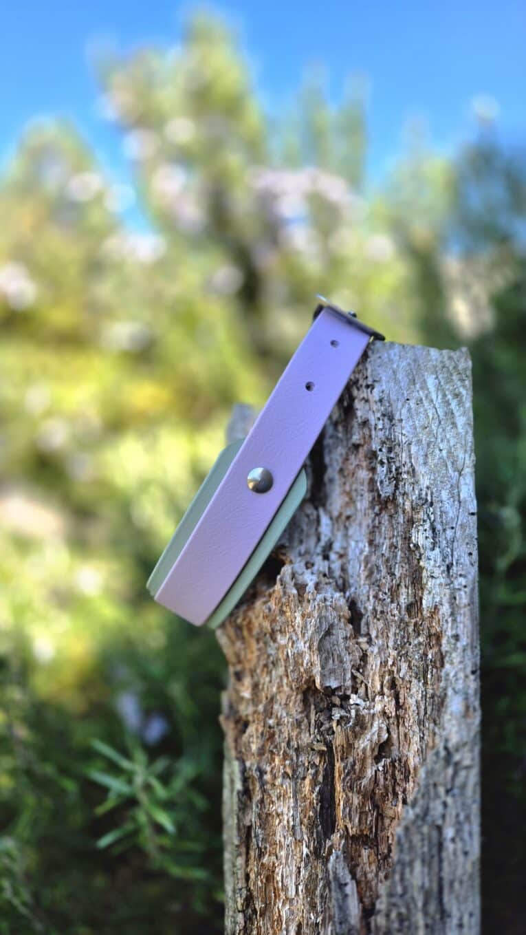 Lavender custom hound collar with stainless steel hardware, displayed on weathered wood against a garden backdrop.