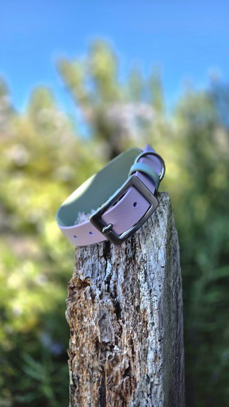 Lavender double-layered hound collar with black buckle displayed on weathered wood post, forest backdrop.