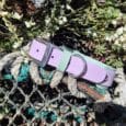 Lavender and sage custom hound collar with double layered BioThane design and stainless steel hardware, displayed on weathered rope with white flowering plants.