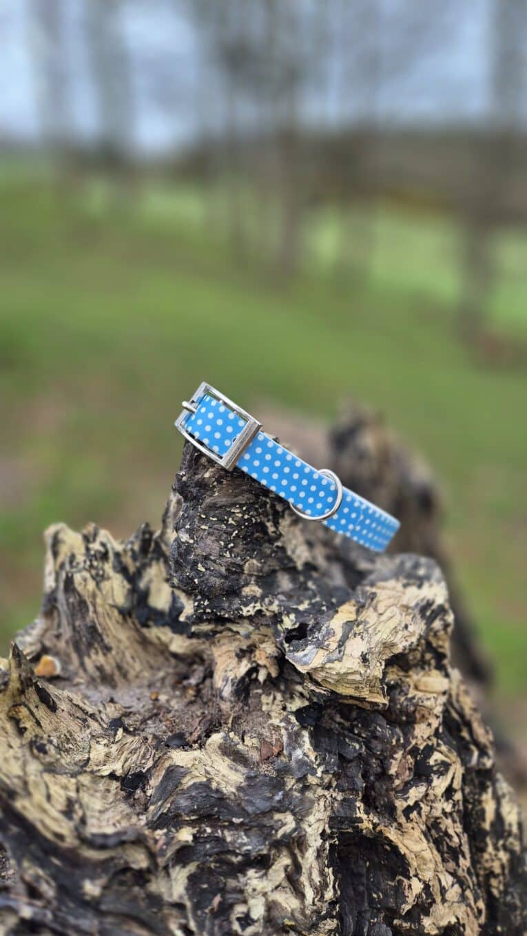 Handmade BioThane dog collar in vibrant blue with white polka dots, displayed on weathered tree bark in countryside setting.