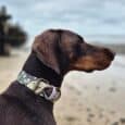 Chocolate Labrador wearing a colourful printed quick-snap customisable dog collar on a beach with sea and sky behind.