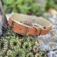 beige and tan hound collar