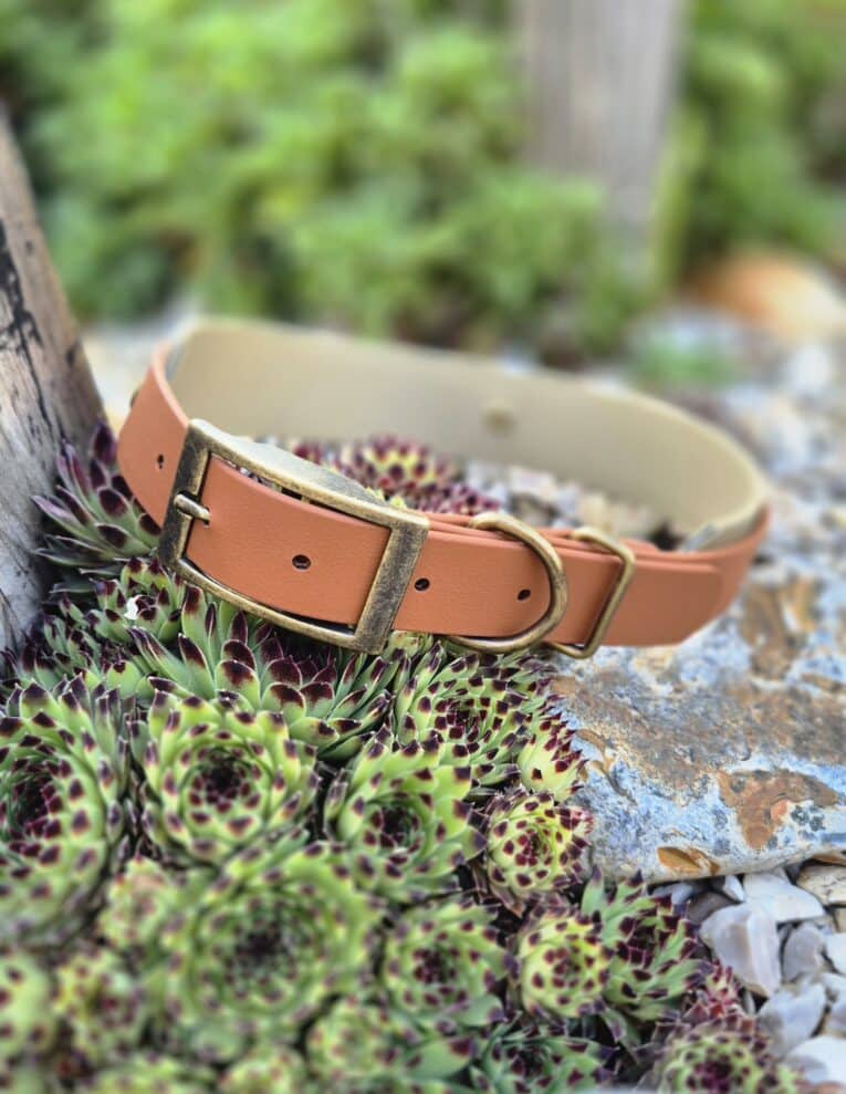beige and tan hound collar