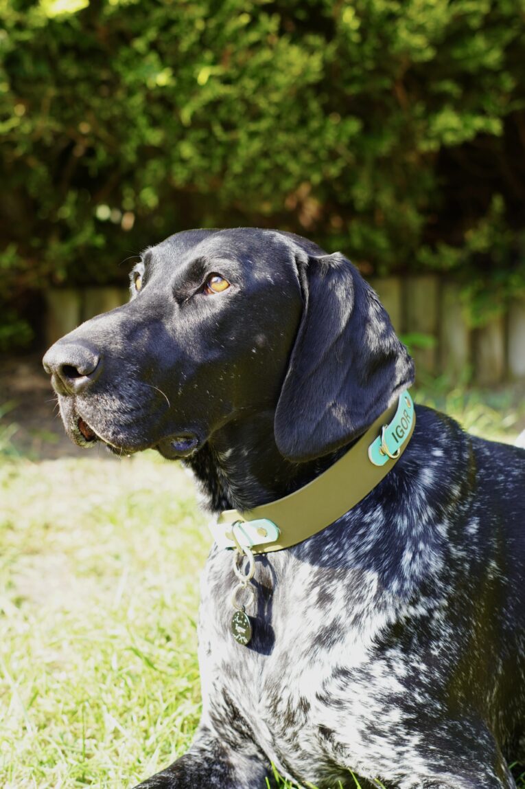 Black and white spotted dog wearing a wide customisable collar with turquoise tag, outdoors in garden setting.