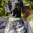 Black and white spotted dog wearing a tan handmade BioThane collar personalised with the name Igor, outdoors among green foliage.