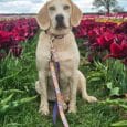 Cream Labrador sitting in a vibrant tulip field wearing a colourful printed dog collar with patterned lead attached.