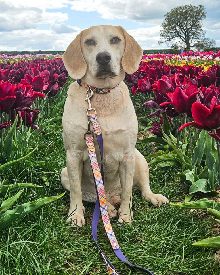 Cream Labrador sitting in a vibrant tulip field wearing a colourful printed dog collar with patterned lead attached.