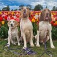 Three Labrador Retrievers wearing printed hound collars in a vibrant tulip field, with patterned Biothane collars and matching leads.
