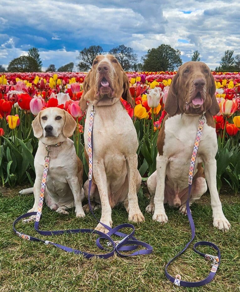 Three Labrador Retrievers wearing printed hound collars in a vibrant tulip field, with patterned Biothane collars and matching leads.