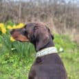 Chocolate Labrador wearing a printed hound collar with white and teal leaf design, sitting in a spring garden with yellow flowers.