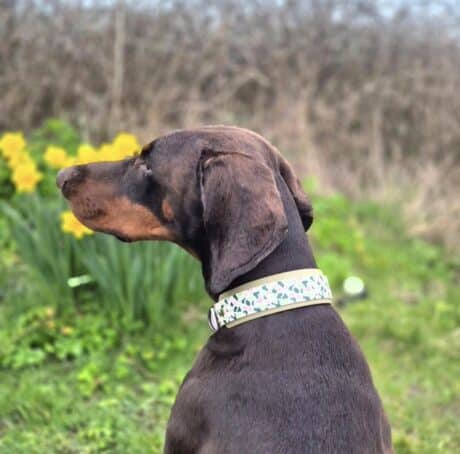 Chocolate Labrador wearing a printed hound collar with white and teal leaf design, sitting in a spring garden with yellow flowers.
