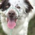 Black and white dog wearing a customisable printed double-layer collar with green webbing and brass hardware, tongue out.