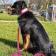 Black and tan dog wearing a pink customisable printed double layer collar, sitting attentively in a sunny garden with white fencing visible behind.