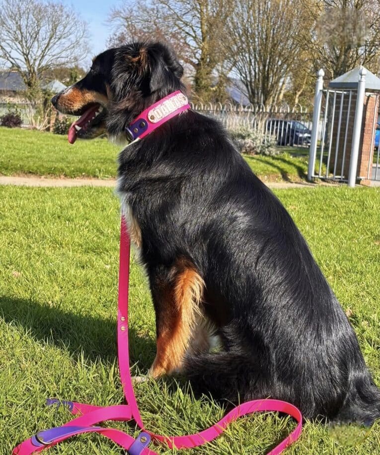 Black and tan dog wearing a pink customisable printed double layer collar, sitting attentively in a sunny garden with white fencing visible behind.