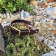Adjustable brown BioThane dog collar with brass hardware, displayed amongst succulents and garden stones.