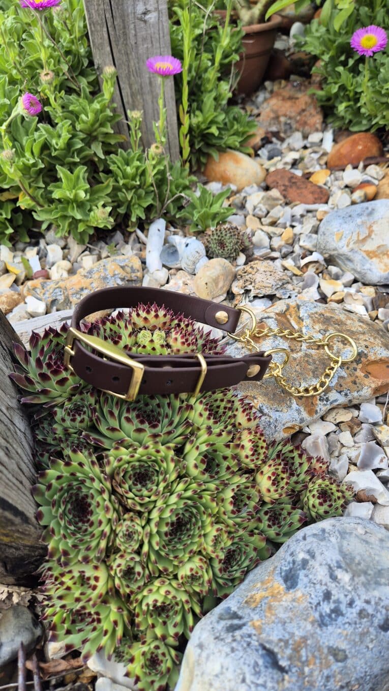 Adjustable brown BioThane dog collar with brass hardware, displayed amongst succulents and garden stones.