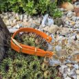 Adjustable orange BioThane dog collar with chain lead displayed amongst succulents and garden stones.