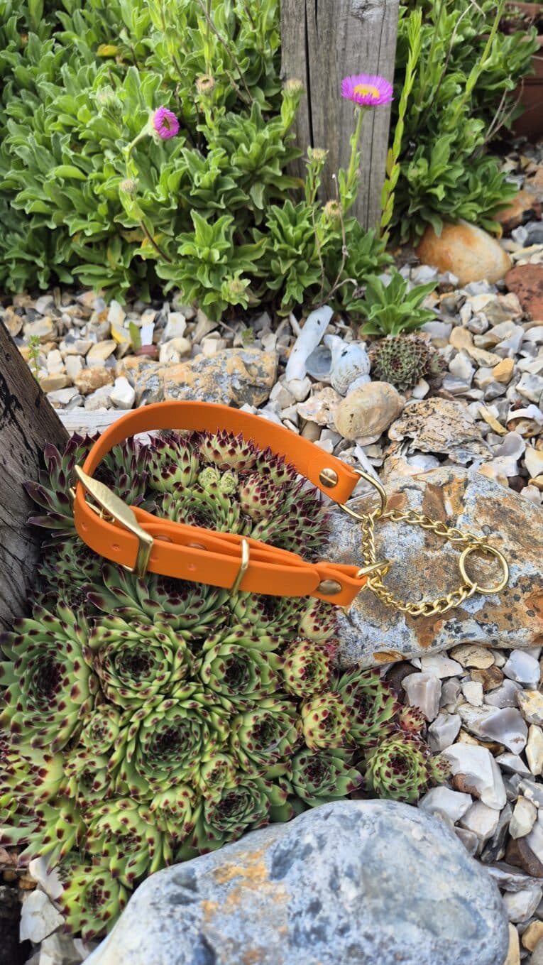 Adjustable orange BioThane dog collar with chain lead displayed amongst succulents and garden stones.