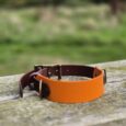 Amberwood tapered BioThane dog collar with antique brass hardware, displayed outdoors on weathered wood.
