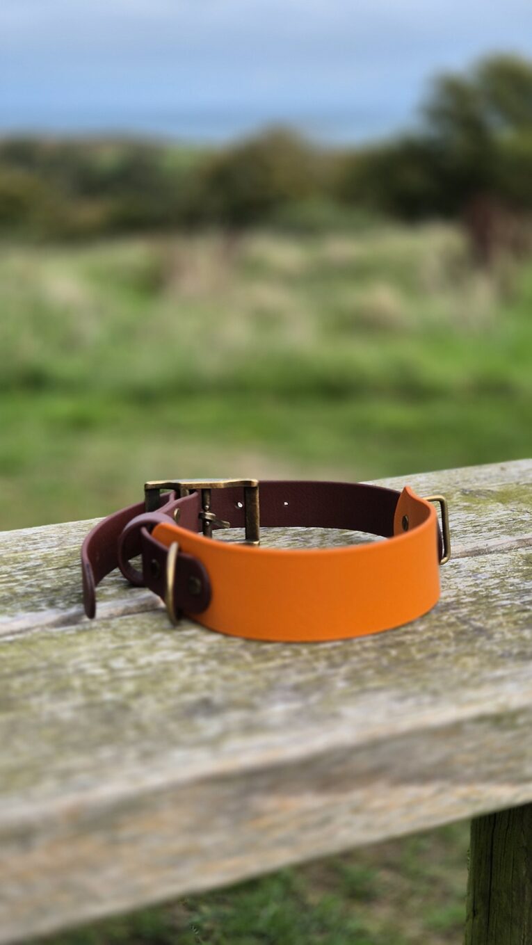 Amberwood tapered BioThane dog collar with antique brass hardware, displayed outdoors on weathered wood.
