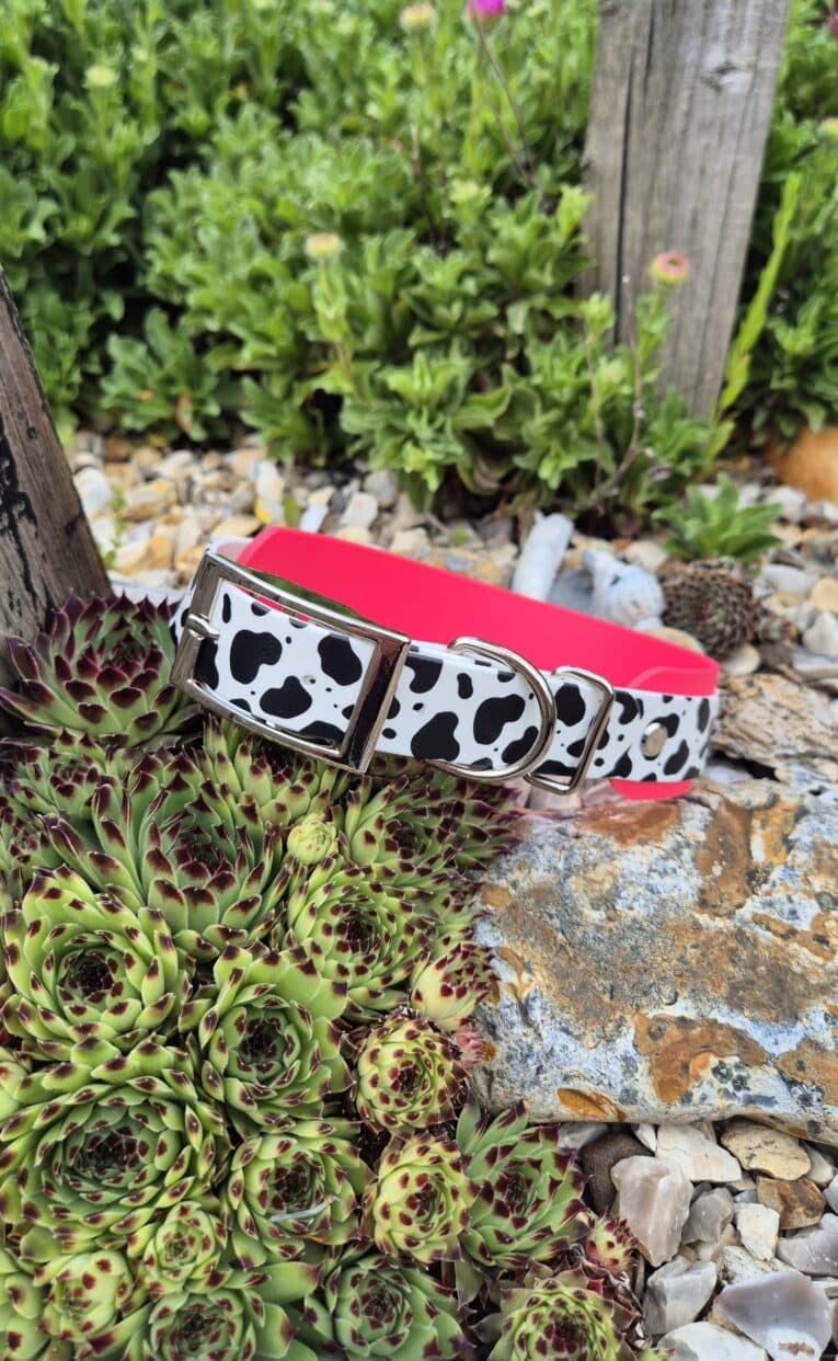 Handmade BioThane dog collar with cow print and pink design, displayed on succulents in a garden setting.