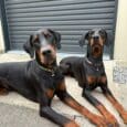 Two Dobermans wearing handmade BioThane tag collars with studded hardware, lying on concrete.