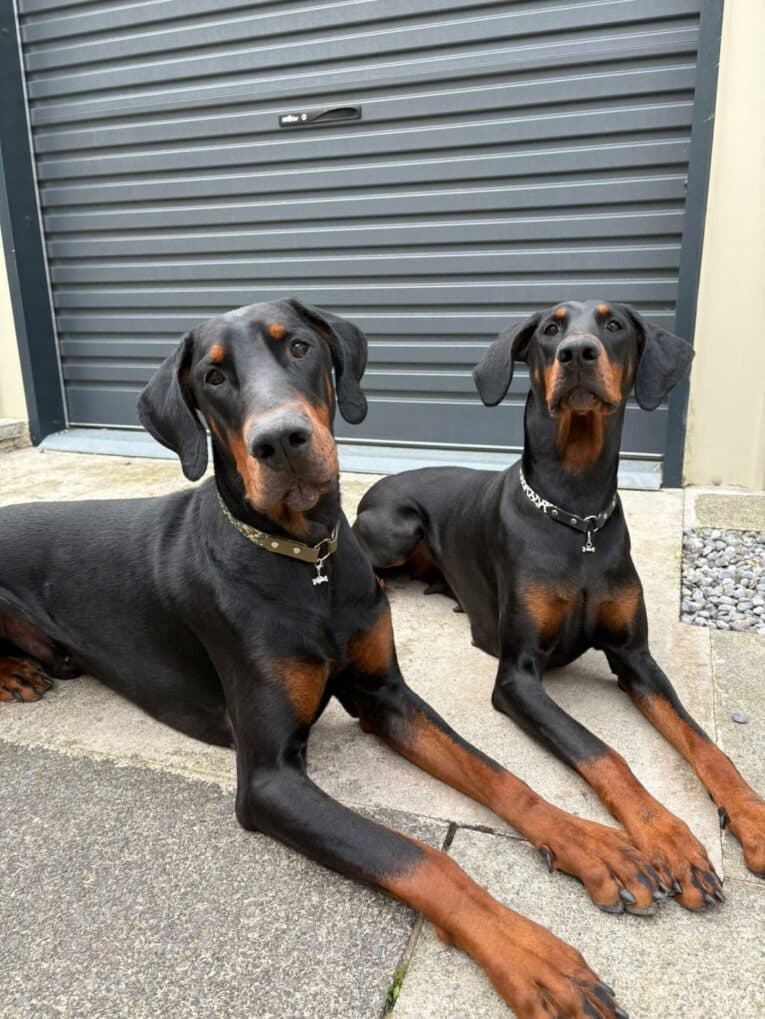Two Dobermans wearing handmade BioThane tag collars with studded hardware, lying on concrete.