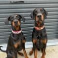 Two black and tan Dobermans wearing patterned BioThane hound collars, sitting against a grey corrugated backdrop.