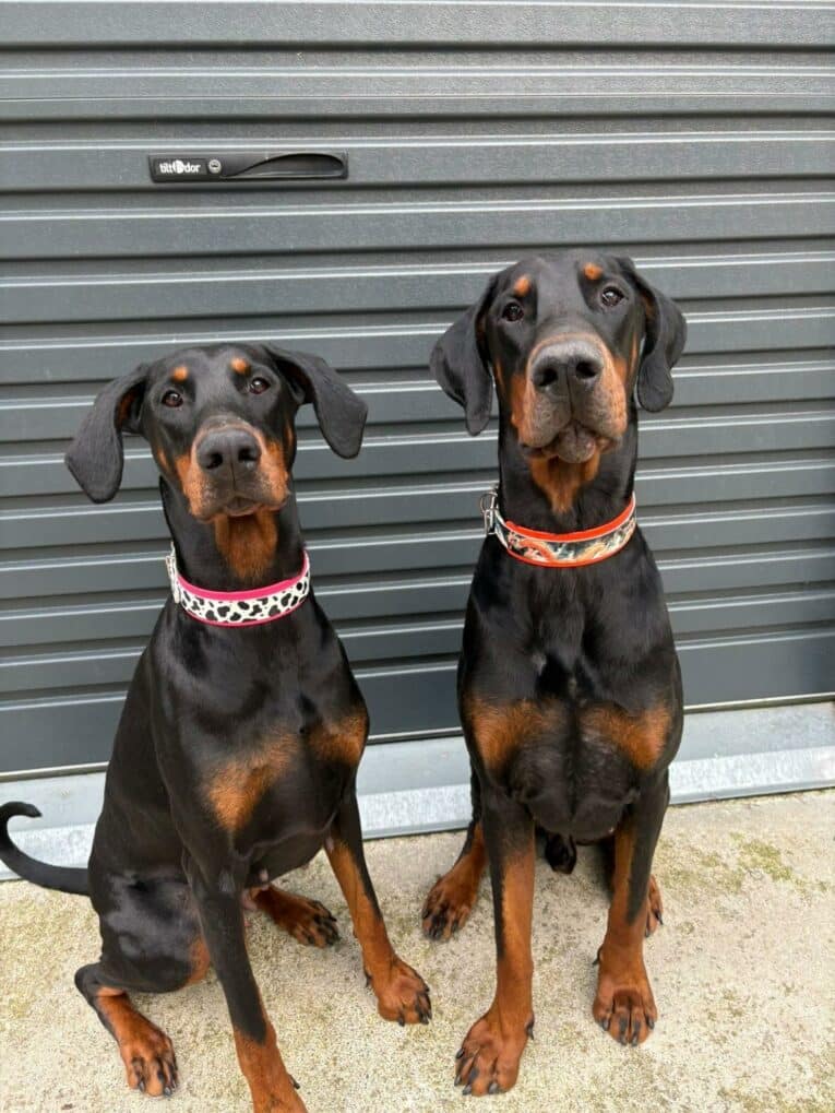 Two black and tan Dobermans wearing patterned BioThane hound collars, sitting against a grey corrugated backdrop.