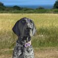 Black and white spotted dog wearing a purple BioThane collar in a coastal field setting.