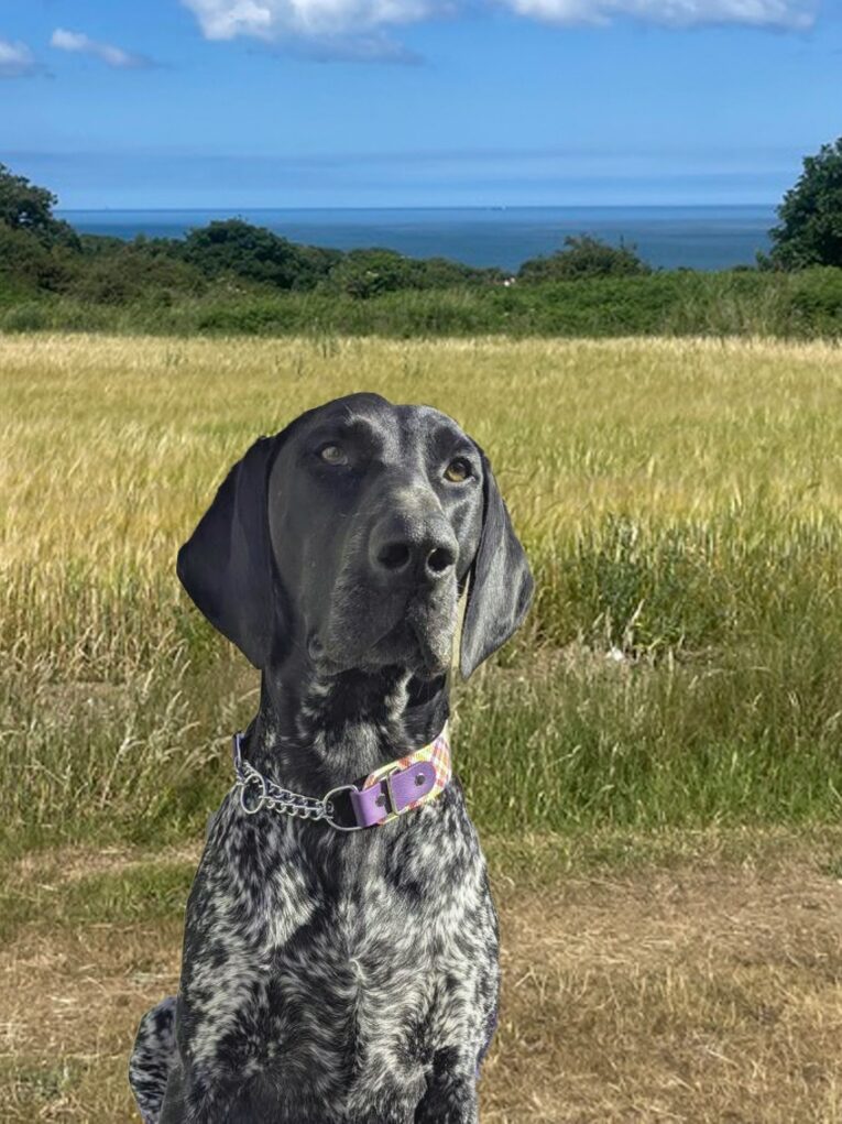 Black and white spotted dog wearing a purple BioThane collar in a coastal field setting.