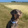 Chocolate Labrador wearing a blue handmade BioThane dog collar in a sunlit grain field.