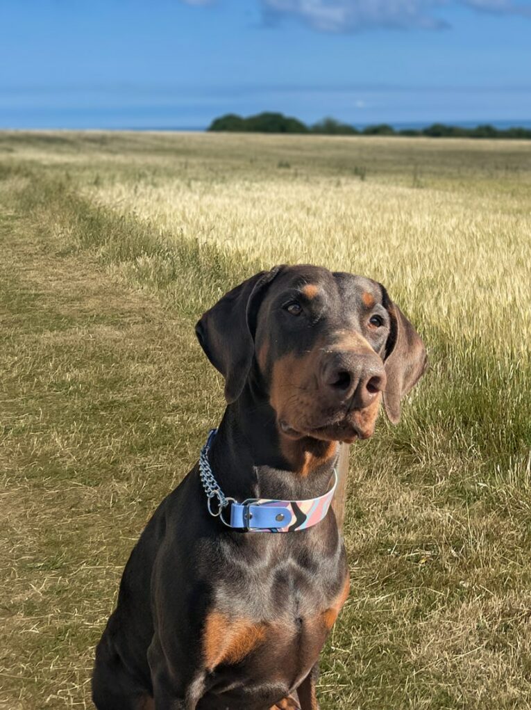 Chocolate Labrador wearing a blue handmade BioThane dog collar in a sunlit grain field.