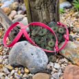 Neon pink BioThane dog collar displayed on succulents and stones in a garden setting.