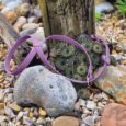 Purple BioThane dog collar displayed on succulents and stones in natural garden setting.