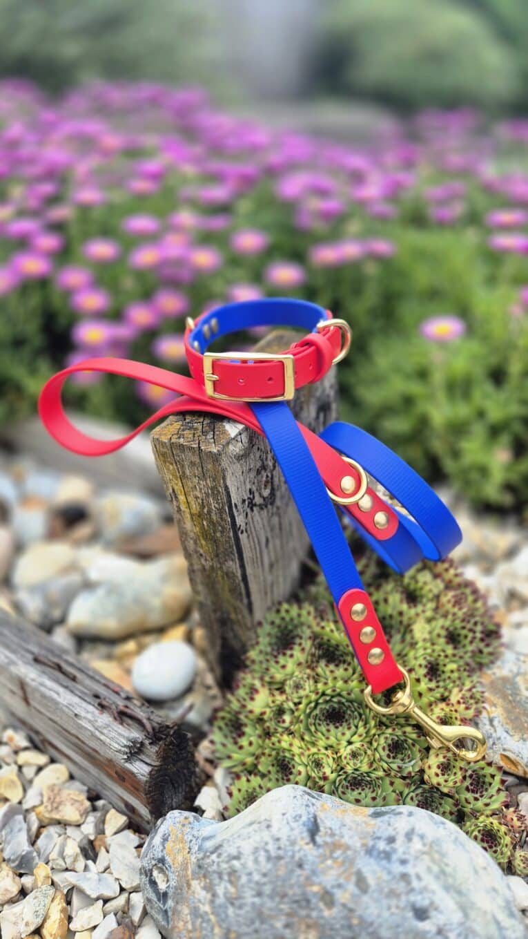 Bright red and blue handmade BioThane dog collar and lead with brass fittings, displayed on weathered wood amongst garden flowers.